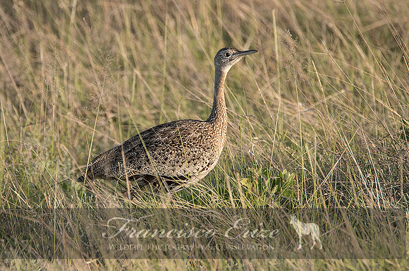 B24B Eupodotis melanogaster – BLACK-BELLIED BUSTARD