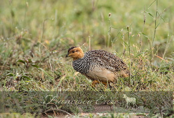 B22B Francolinus coqui – COQUI’S FRANCOLIN