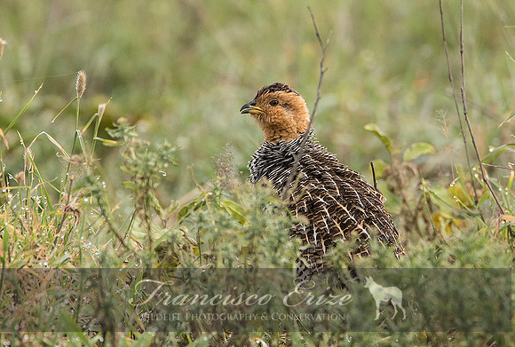 B22B Francolinus coqui – COQUI’S FRANCOLIN