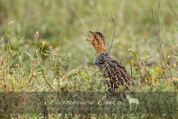 B22B Francolinus coqui – COQUI’S FRANCOLIN