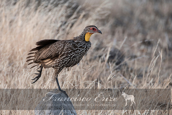 B22B Francolinus leucoscepus – YELLOW-NECKED FRANCOLIN or SPURFOWL