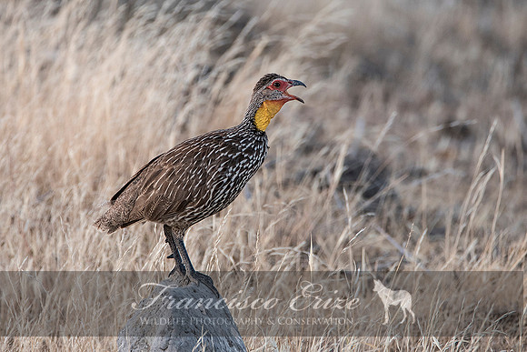 B22B Francolinus leucoscepus – YELLOW-NECKED FRANCOLIN or SPURFOWL