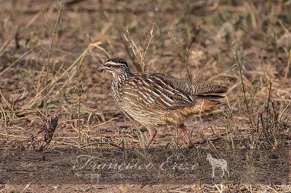 B22B Francolinus sephaena – CRESTED FRANCOLIN