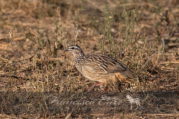 B22B Francolinus sephaena – CRESTED FRANCOLIN