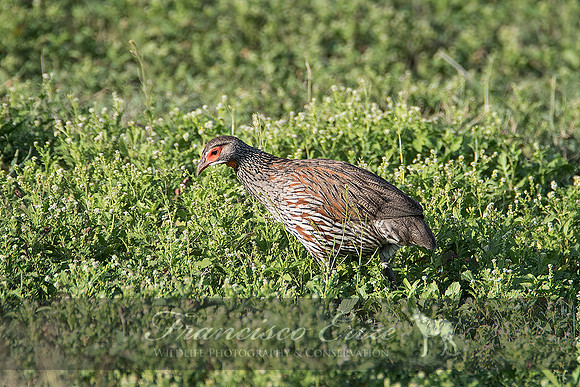 B22B Francolinus rufIpectus – GREY-BREASTED FRANCOLIN or SPURFOWL