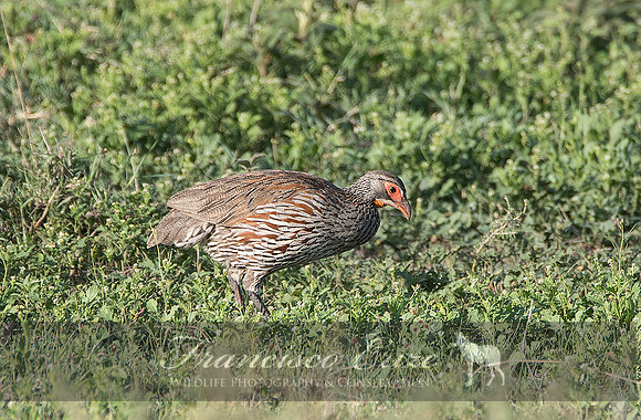 B22B Francolinus rufIpectus – GREY-BREASTED FRANCOLIN or SPURFOWL