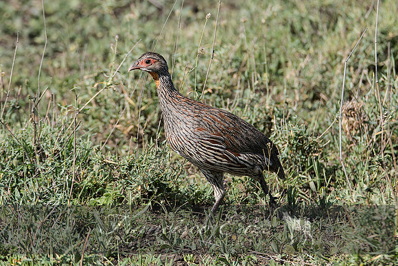 B22B Francolinus rufIpectus – GREY-BREASTED FRANCOLIN or SPURFOWL