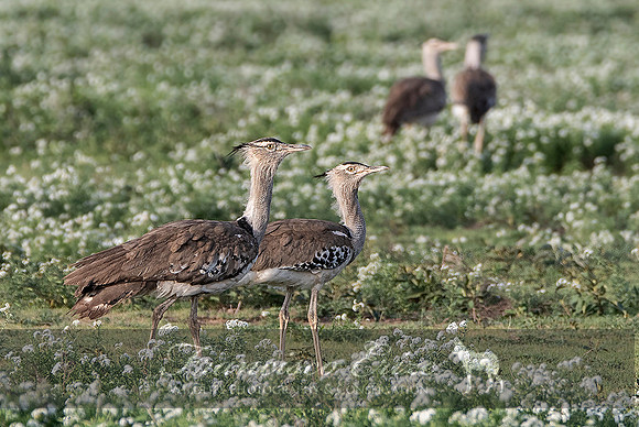 B24B Ardeotis kori – KORI BUSTARD