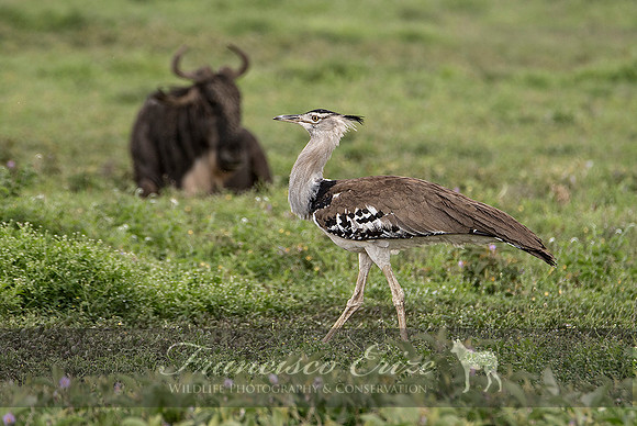 B24B Ardeotis kori – KORI BUSTARD