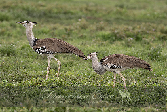 B24B Ardeotis kori – KORI BUSTARD