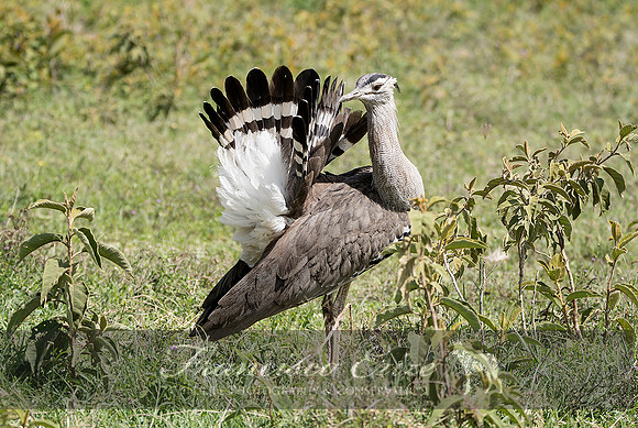 B24B Ardeotis kori – KORI BUSTARD