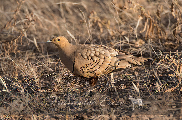 B42B Pterocles exustus – CHESTNUT-BELLIED SANDGROUSE