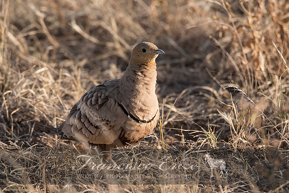 B42B Pterocles exustus – CHESTNUT-BELLIED SANDGROUSE