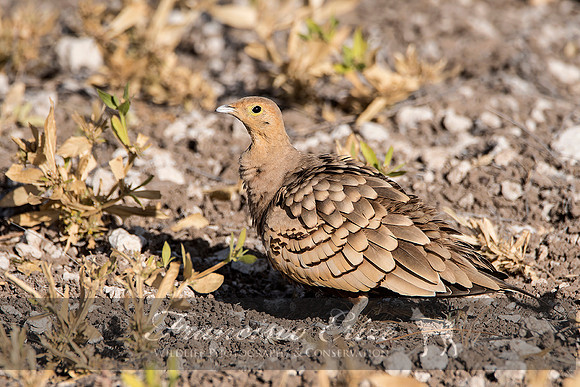 B42B Pterocles exustus – CHESTNUT-BELLIED SANDGROUSE