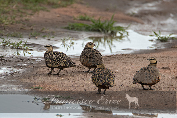 B42B Pterocles gutturalis – YELLOW-THROATED SANDGROUSE