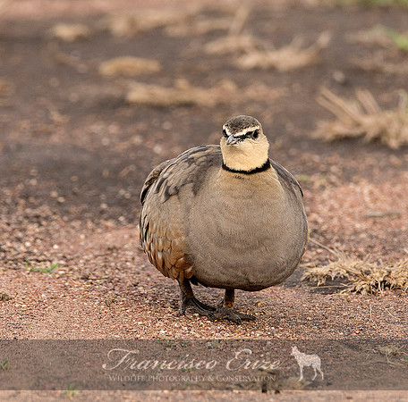 B42B Pterocles gutturalis – YELLOW-THROATED SANDGROUSE