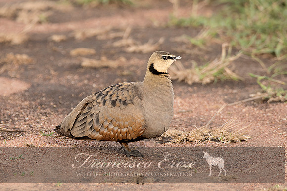 B42B Pterocles gutturalis – YELLOW-THROATED SANDGROUSE