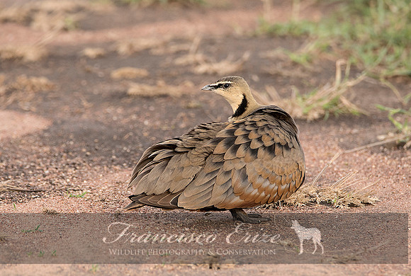 B42B Pterocles gutturalis – YELLOW-THROATED SANDGROUSE