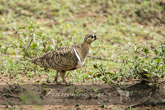 B42B Pterocles decoratus – BLACK-FACED SANDGROUSE