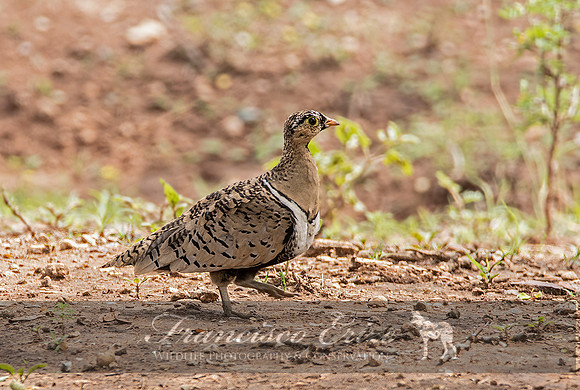 B42B Pterocles decoratus – BLACK-FACED SANDGROUSE