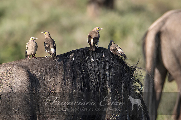 B77B Creatophora cinérea – WATTLED STARLING