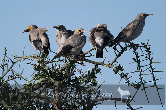 B77B Creatophora cinérea – WATTLED STARLING