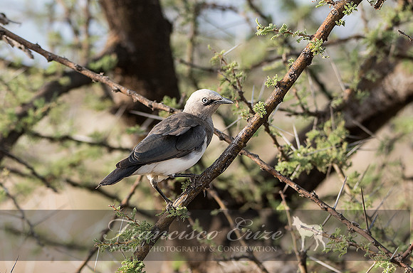 B77B Spreo fischeri – FISCHER’S STARLING