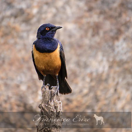 B77B Lamprotornis hildebrandti – HILDEBRANDT’S STARLING