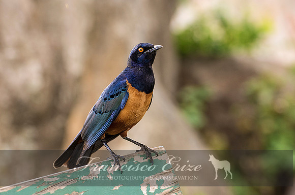 B77B Lamprotornis hildebrandti – HILDEBRANDT’S STARLING