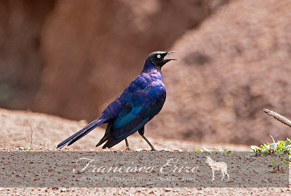 B77B Lamprotornis purpuropterus – RÜPPELL’S LONG-TAILED STARLING