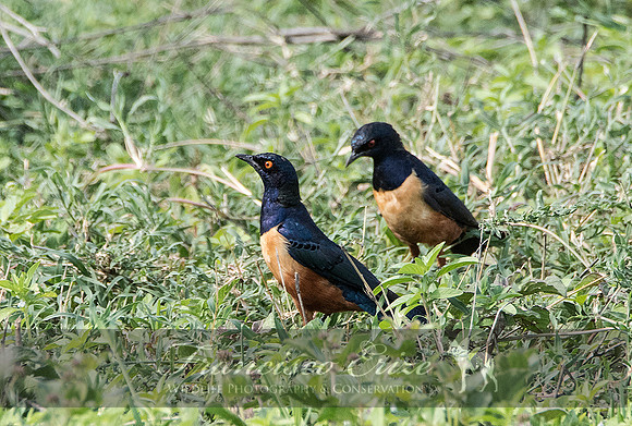 B77B Lamprotornis hildebrandti – HILDEBRANDT’S STARLING
