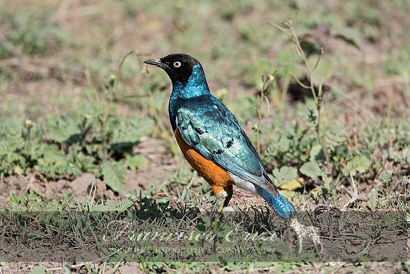 B77B Lamprotornis superbus – SUPERB STARLING