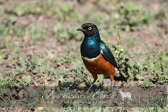 B77B Lamprotornis superbus – SUPERB STARLING