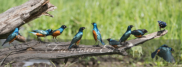B77B Lamprotornis superbus – SUPERB STARLING