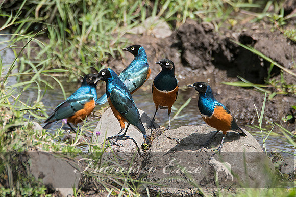 B77B Lamprotornis superbus – SUPERB STARLING