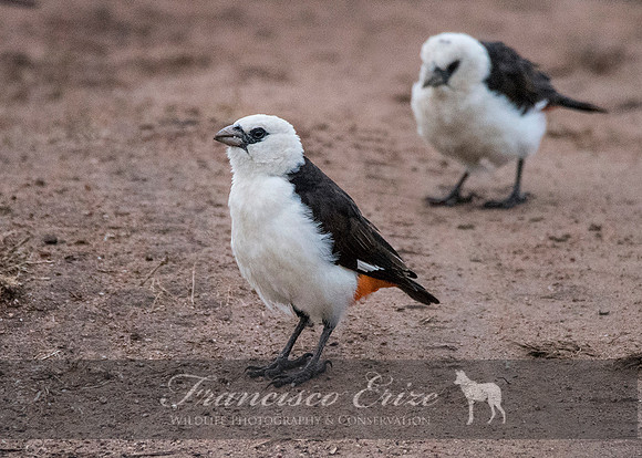 B82B Dinemellia dinemelli – WHITE-HEADED BUFFALO-WEAVER