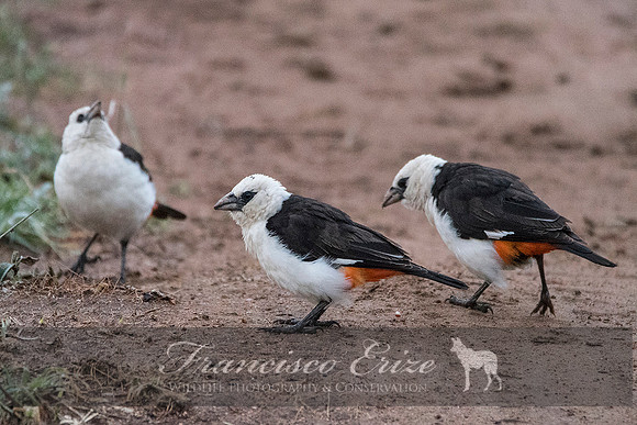 B82B Dinemellia dinemelli – WHITE-HEADED BUFFALO-WEAVER