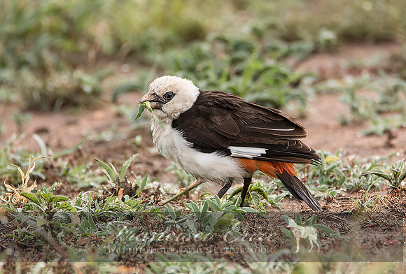 B82B Dinemellia dinemelli – WHITE-HEADED BUFFALO-WEAVER