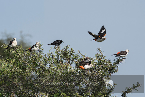 B82B Dinemellia dinemelli – WHITE-HEADED BUFFALO-WEAVER