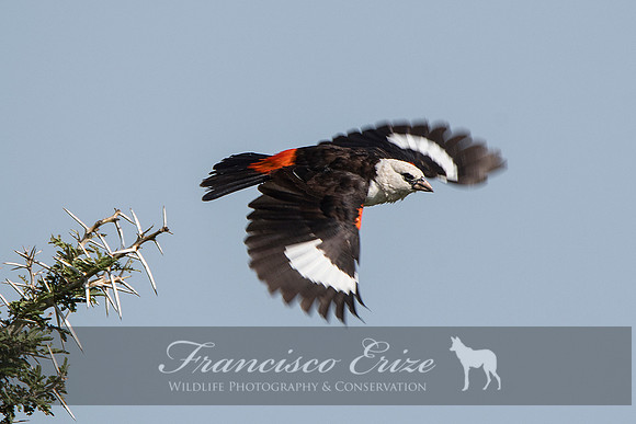B82B Dinemellia dinemelli – WHITE-HEADED BUFFALO-WEAVER
