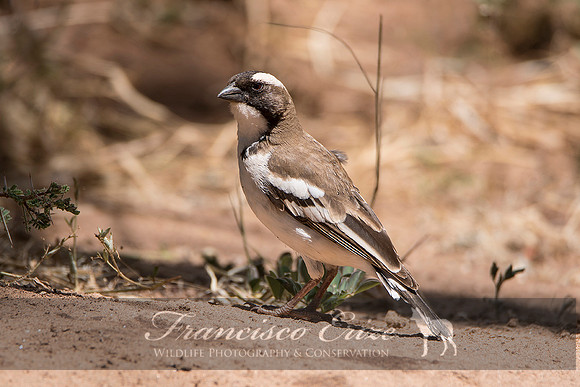 B82B Plocepasser mahali – WHITE-BROWED SPARROW-WEAVER