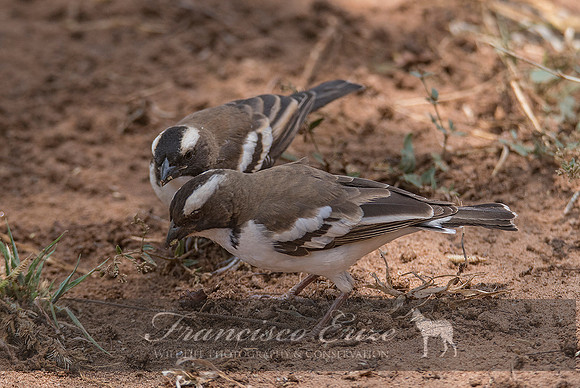B82B Plocepasser mahali – WHITE-BROWED SPARROW-WEAVER