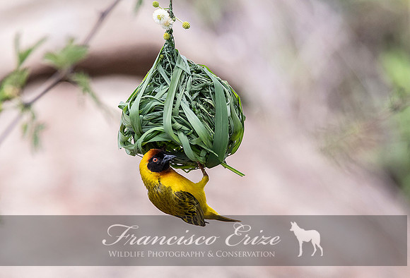 B82B Ploceus vellatus - VITELLINE MASKED WEAVER