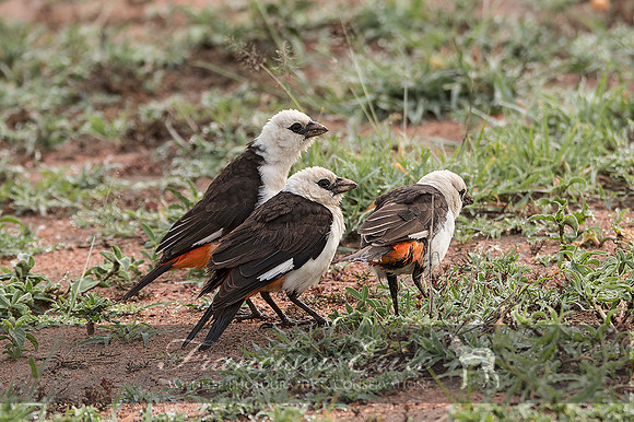 B82B Dinemellia dinemelli – WHITE-HEADED BUFFALO-WEAVER