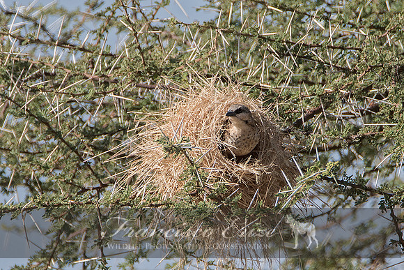 B82B Plocepasser donaldsoni - DONALDSON'S-SMITH SPARROW-WEAVER