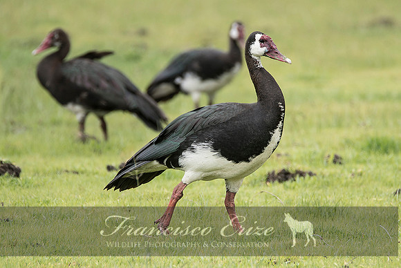 B19 Plectropterus gambensis – SPUR-WINGED GOOSE