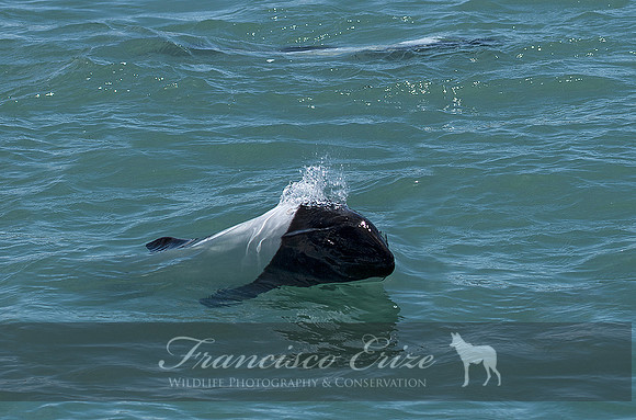 M32 Cephalorhynchus commersonii – COMMERSON´S DOLPHIN