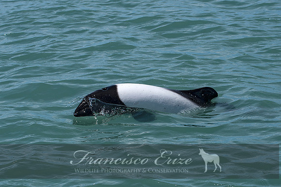 M32 Cephalorhynchus commersonii – COMMERSON´S DOLPHIN