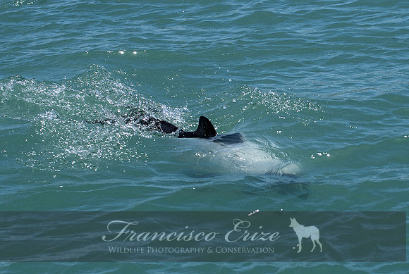 M32 Cephalorhynchus commersonii – COMMERSON´S DOLPHIN
