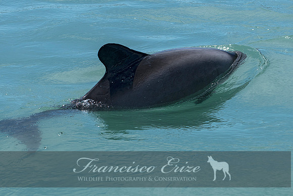 M32 Cephalorhynchus eutropia – CHILEAN DOLPHIN